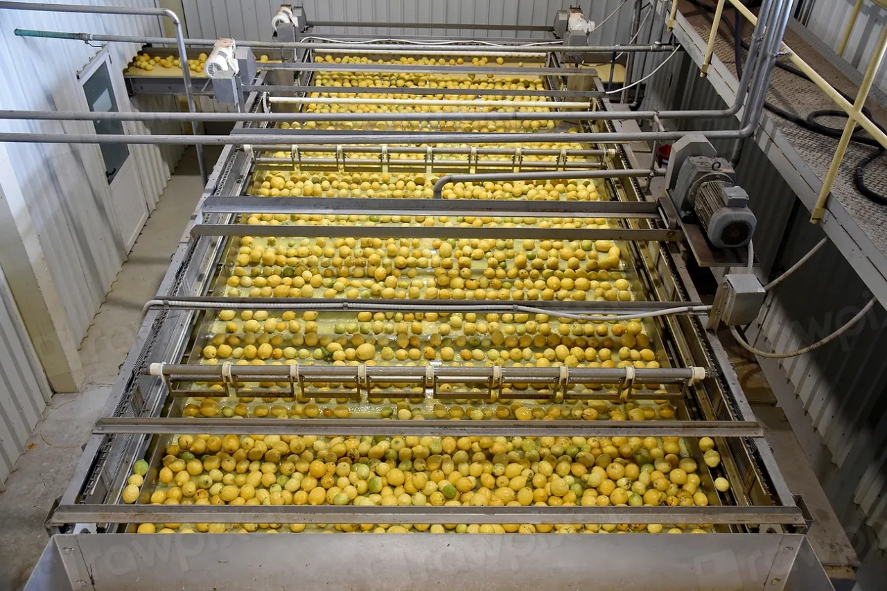 Línea de lavado y selección de materia prima en fábrica