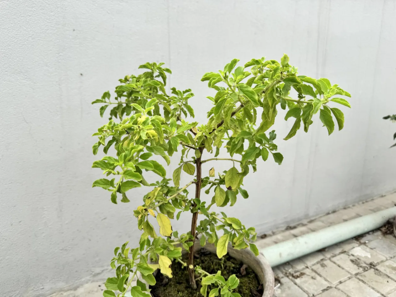 Planta de estevia en el vivero del proveedor