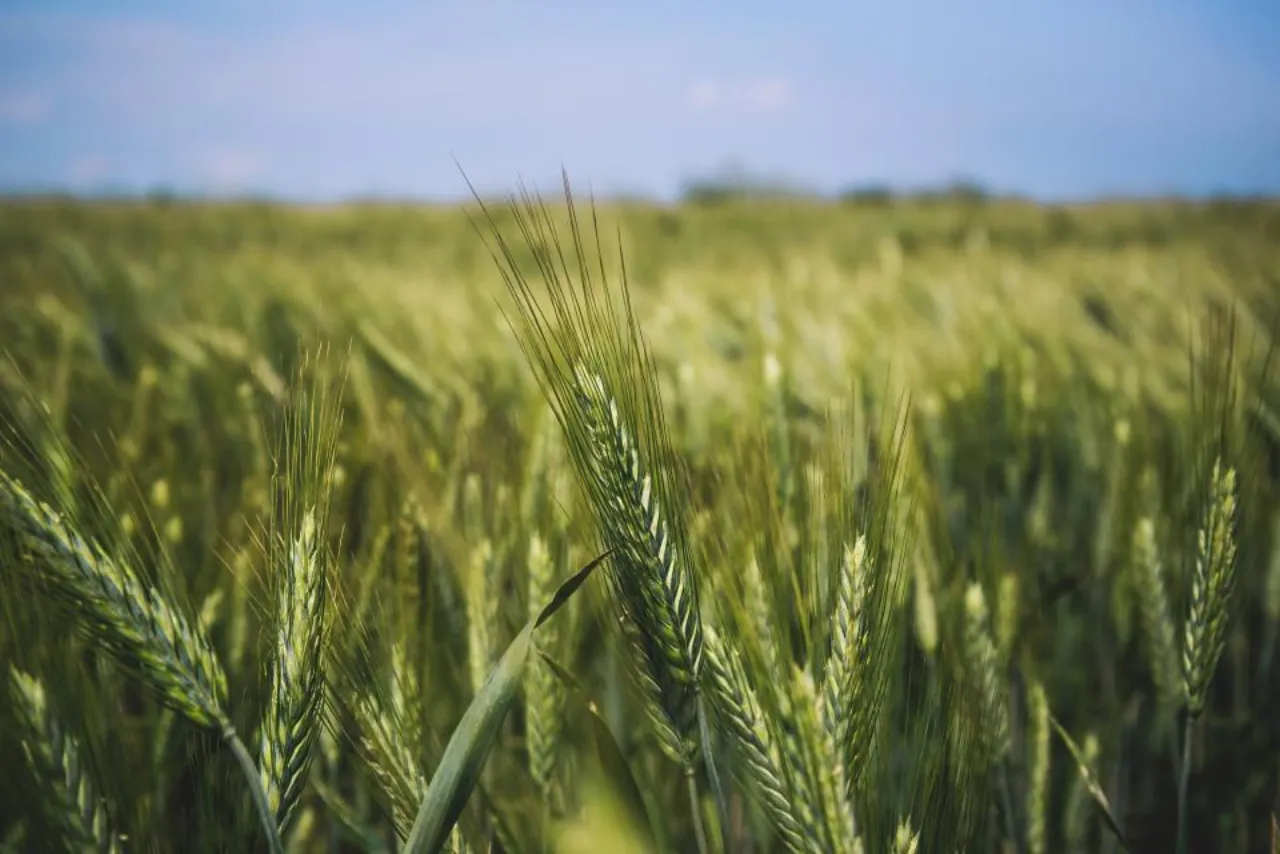 Campo de cereal en la comarca del Segura antes de la cosecha